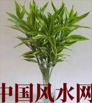 晋城十二生肖养什么植物最旺财运？你知道吗！